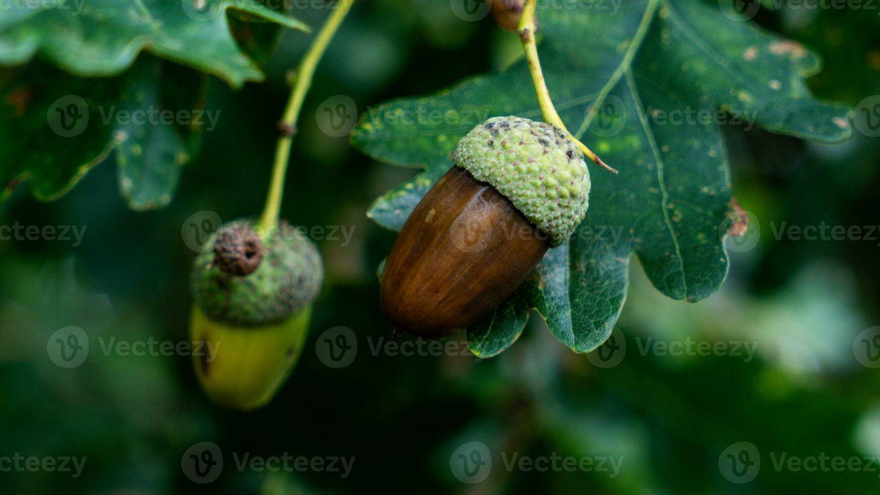 Detailed Macro Shot of European Oak Leaf and Acorn photo