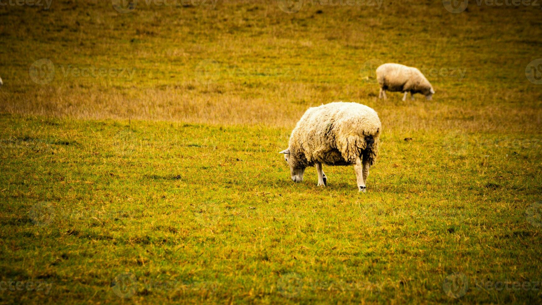 rebaño de lanoso oveja en un campo granja foto