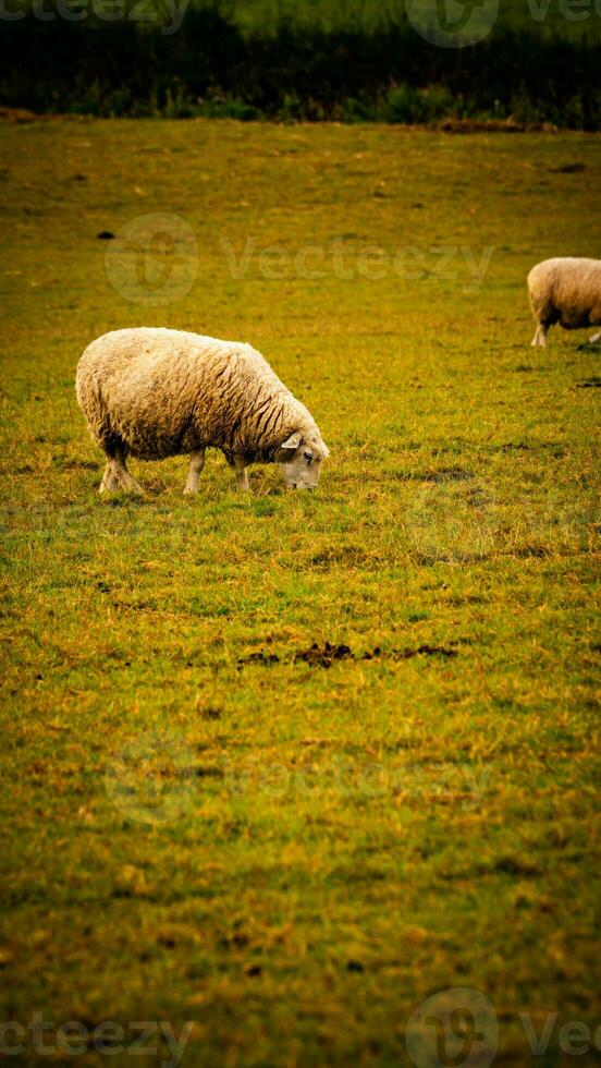 rebaño de lanoso oveja en un campo granja foto