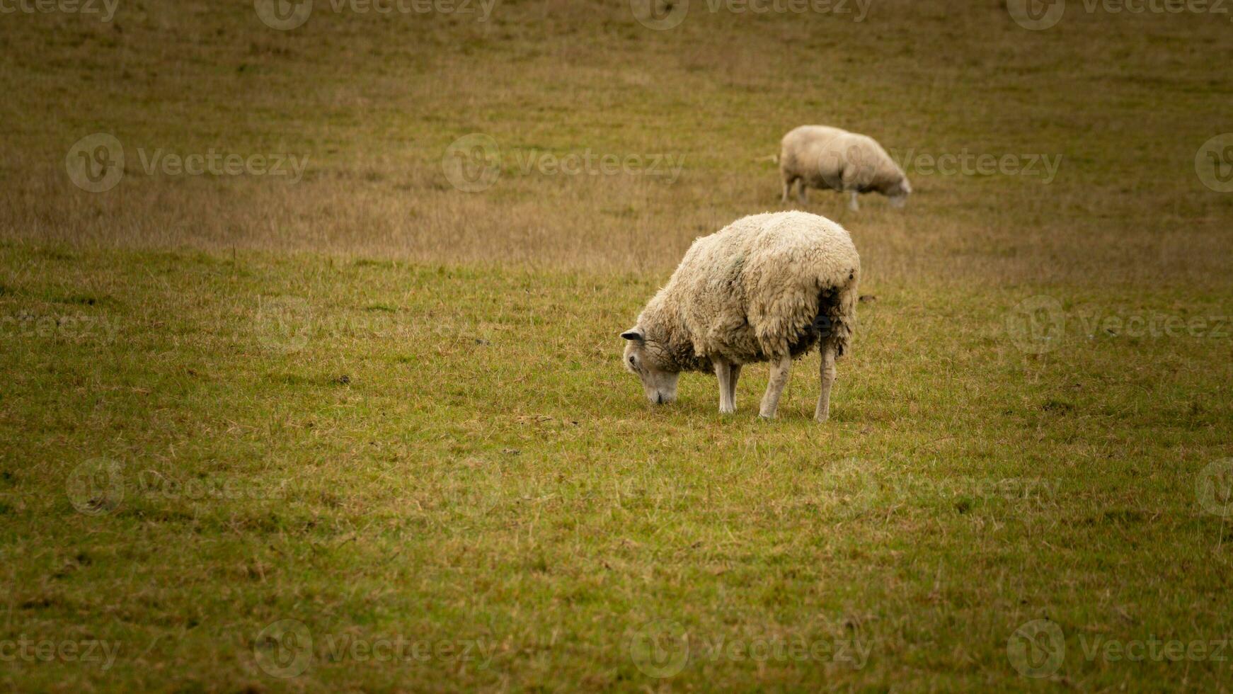 Flock of Woolly Sheep on a Countryside Farm photo