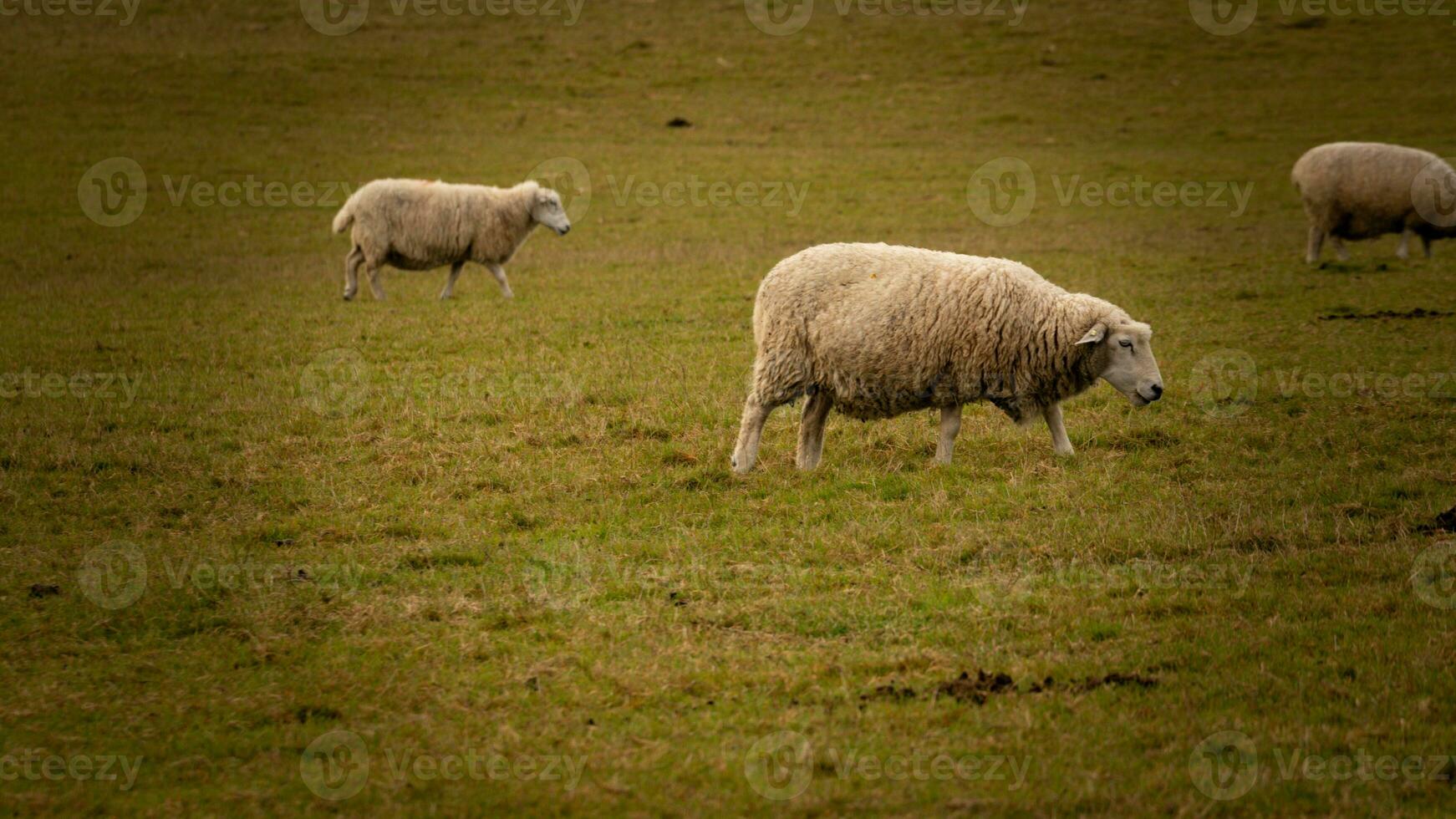 rebaño de lanoso oveja en un campo granja foto