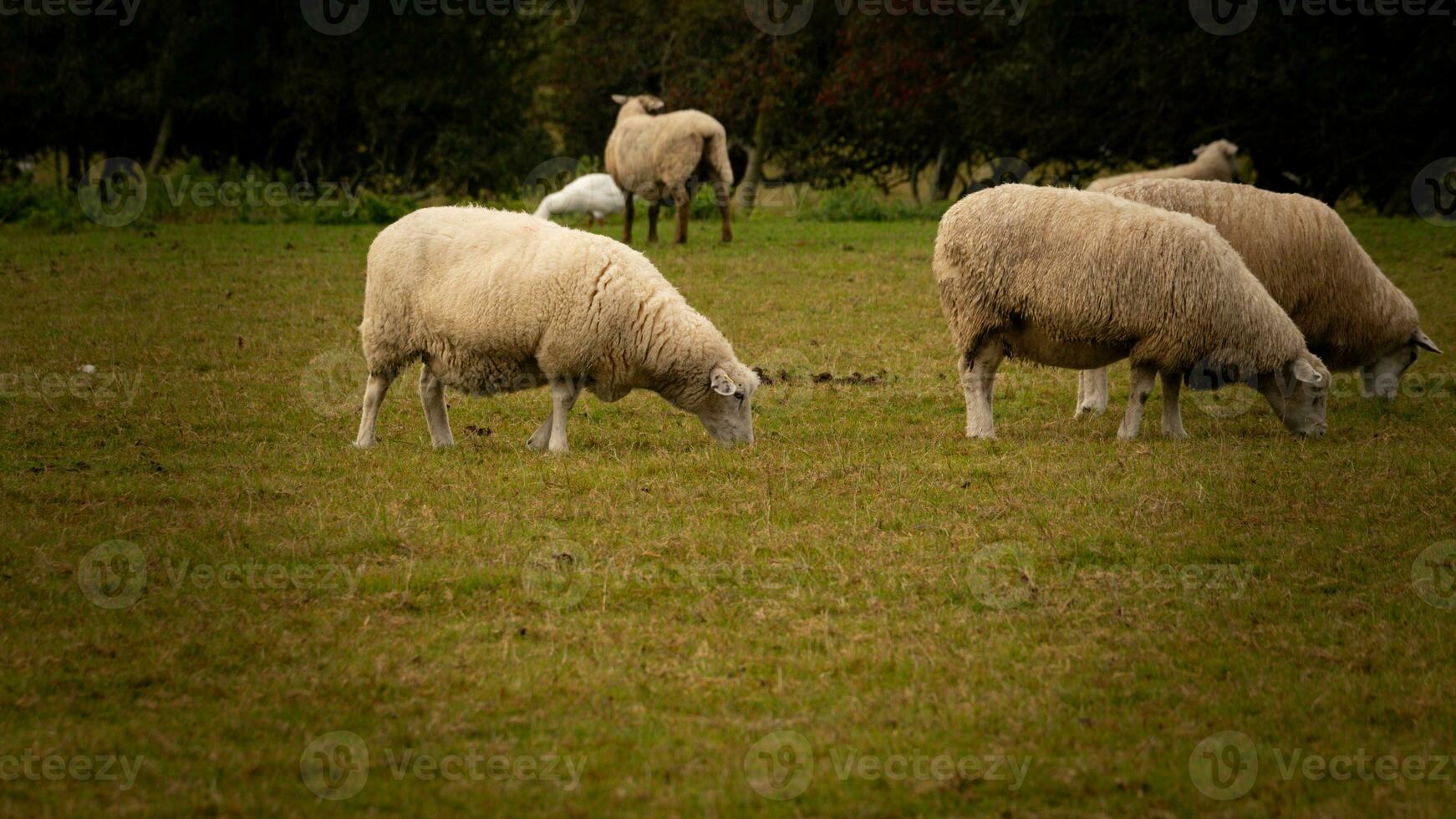 Flock of Woolly Sheep on a Countryside Farm photo