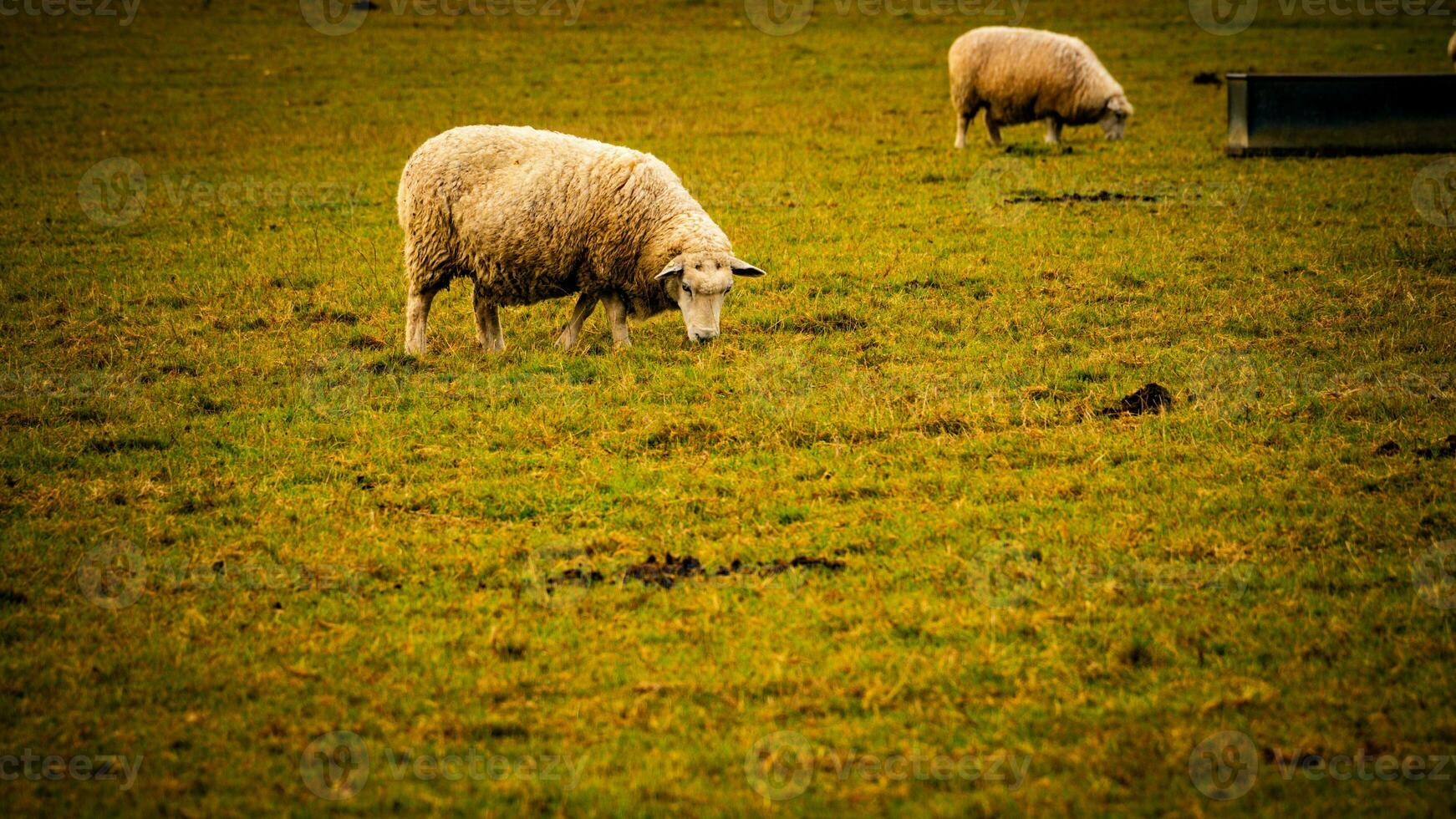 rebaño de lanoso oveja en un campo granja foto