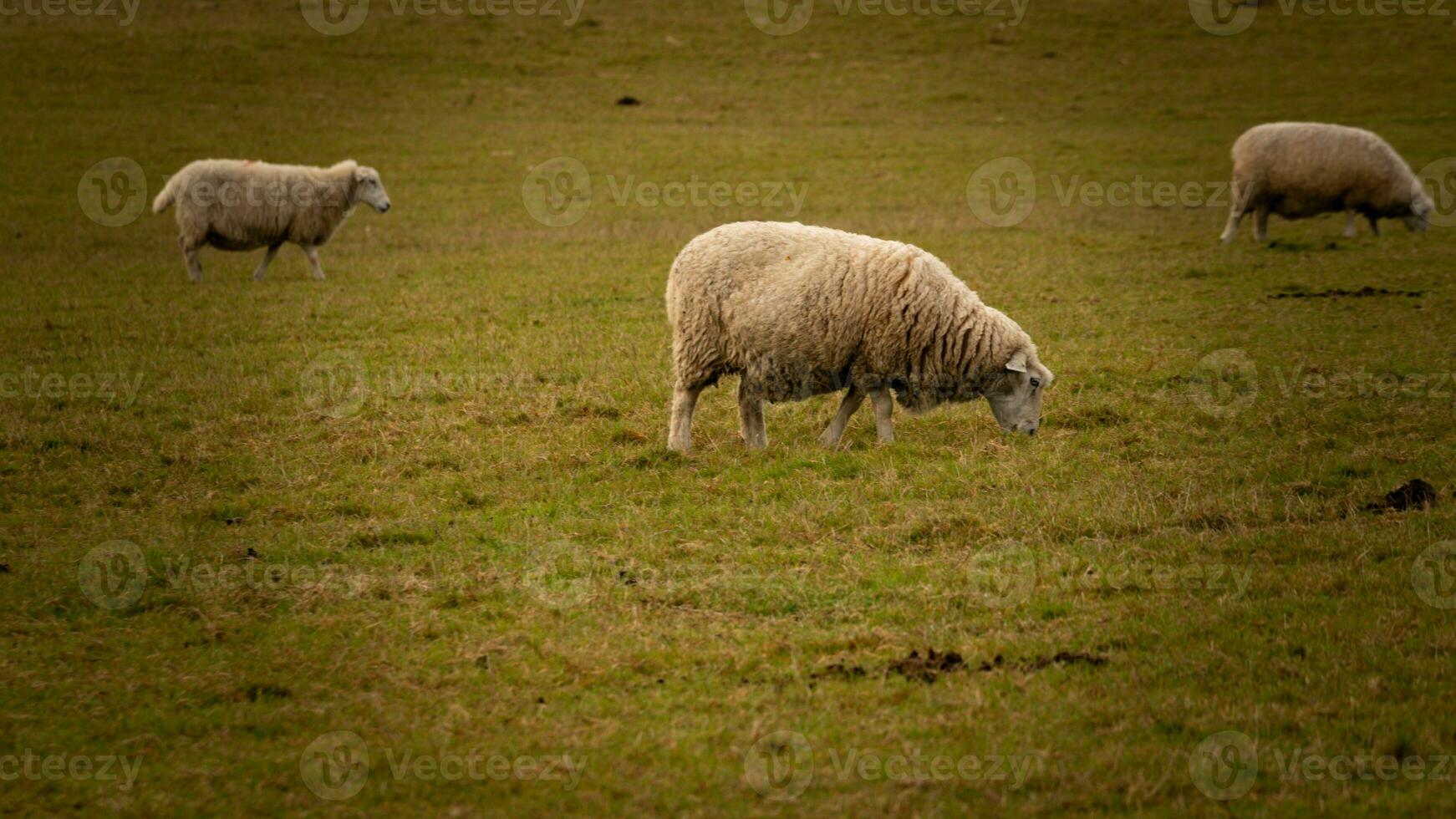 Flock of Woolly Sheep on a Countryside Farm photo