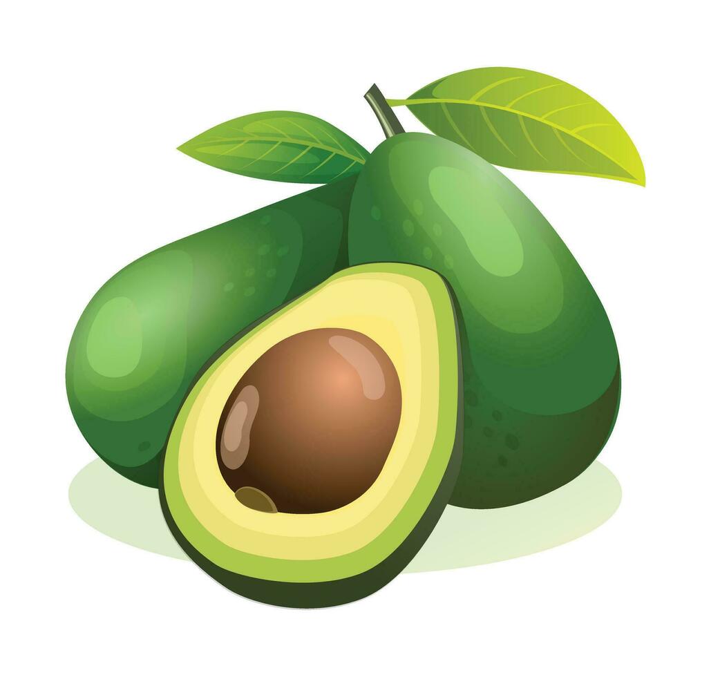 Fresh avocado whole and half cut. Vector illustration isolated on white background