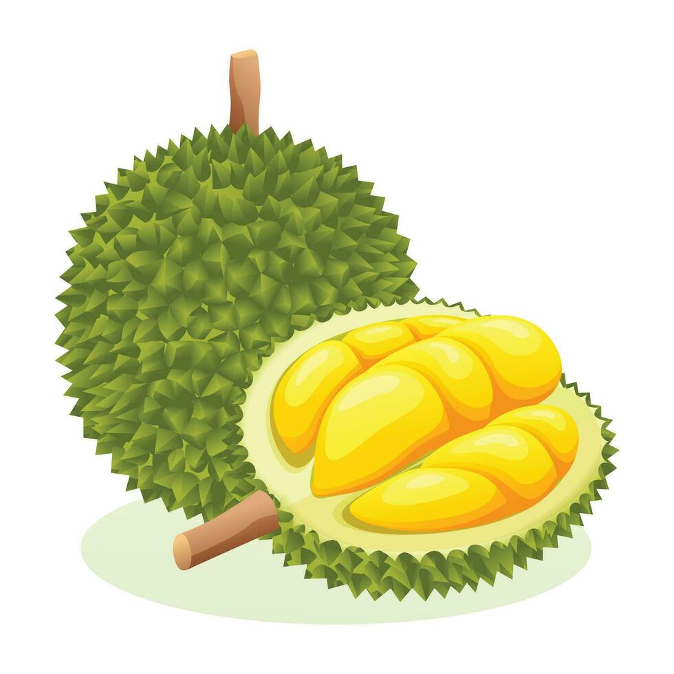 Durian todo y medio cortar. Fruta vector ilustración aislado en blanco antecedentes