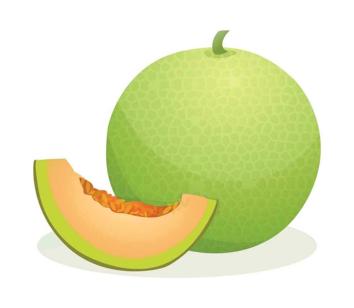 Melon fruit whole and sliced. Vector illustration isolated on white background