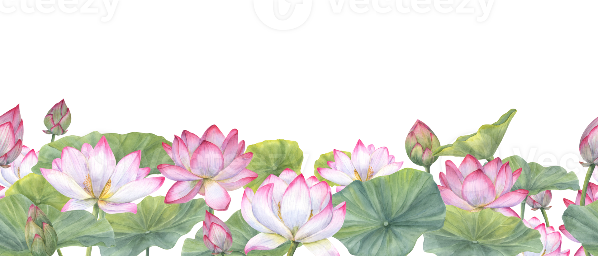 Seamless banner of Indian sacred lotus flowers with leaves. Water lily, Indian lotus, green leaf, bud. Space for text. Watercolor illustration. Horizontal board png