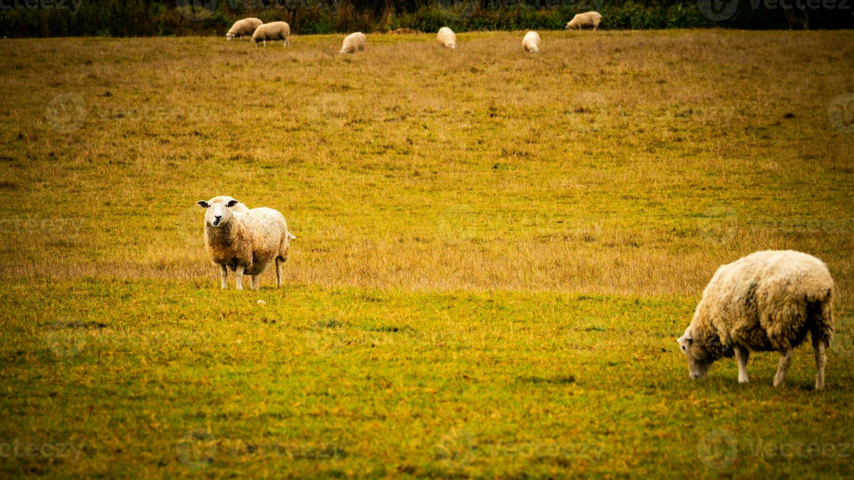 Flock of Woolly Sheep on a Countryside Farm photo