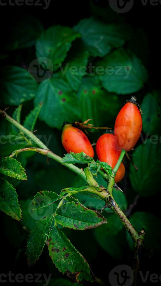 Macro Shot of Ripe Rose Hips in Nature photo