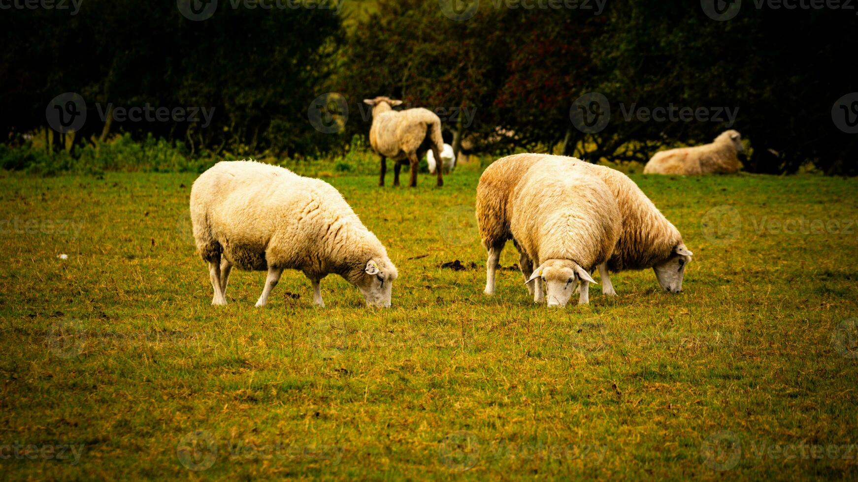 Flock of Woolly Sheep on a Countryside Farm photo