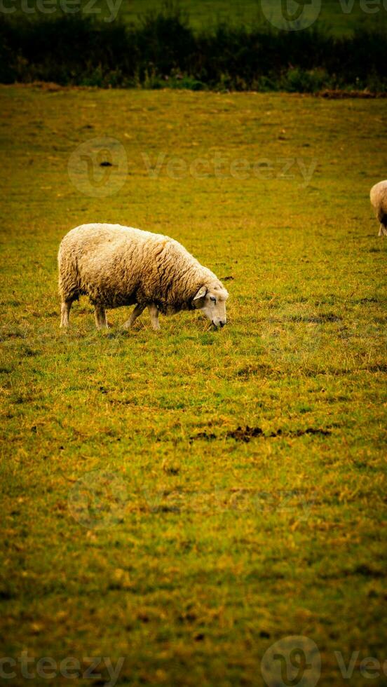 rebaño de lanoso oveja en un campo granja foto