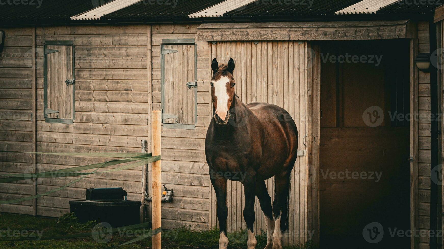 castaña belleza de cerca de un maravilloso caballo foto