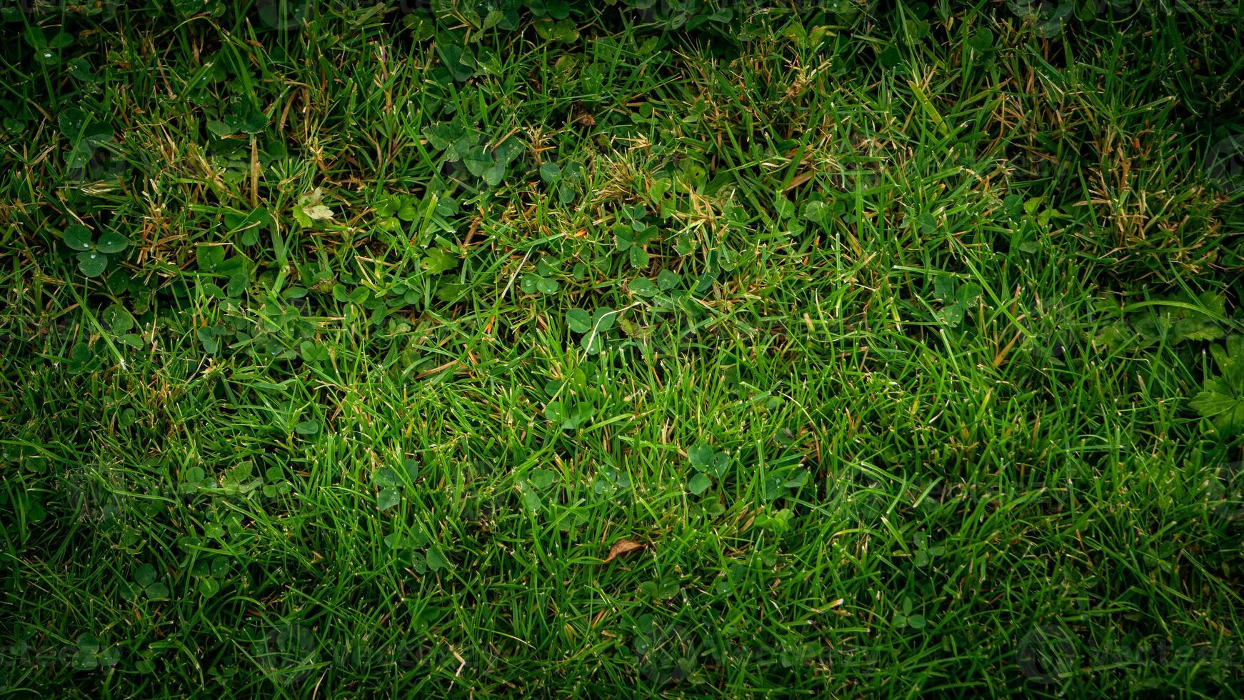 Texture background of green grass photo