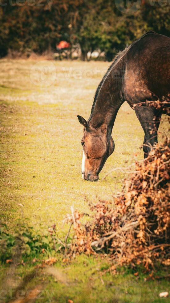 Chestnut Beauty Closeup of a Stunning Horse photo