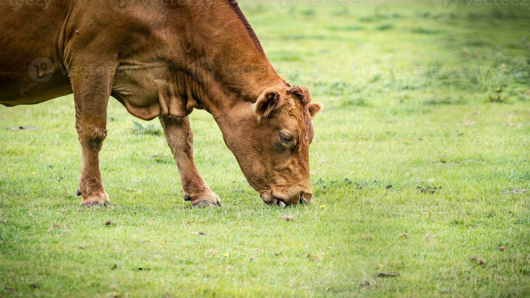 Rural Meadow Grazing Brown Cattle in Green Pasture photo