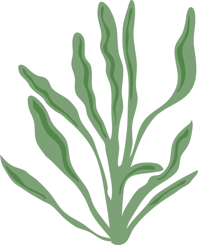 ocean coral illustration png