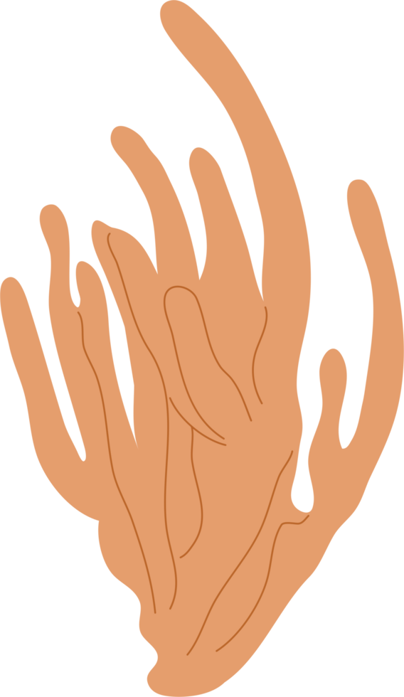 ocean coral illustration png