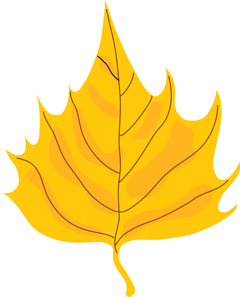 Autumn maple leaf png