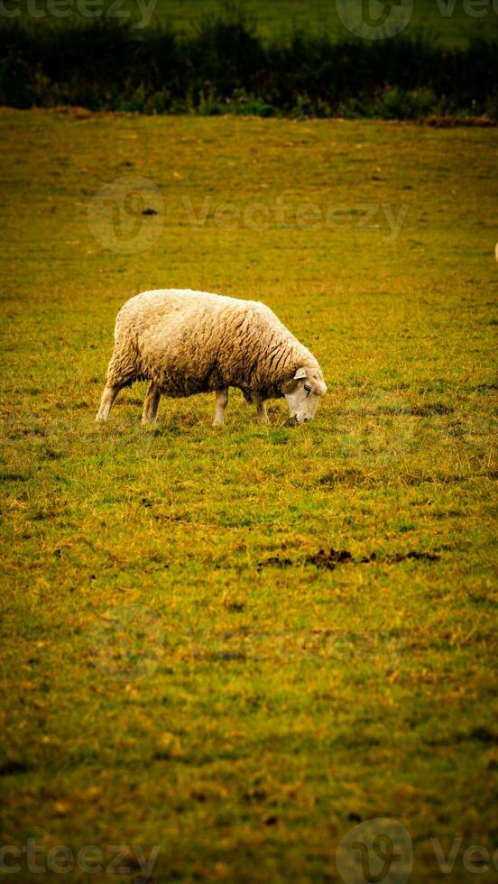 rebaño de lanoso oveja en un campo granja foto