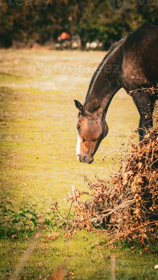 castaña belleza de cerca de un maravilloso caballo foto