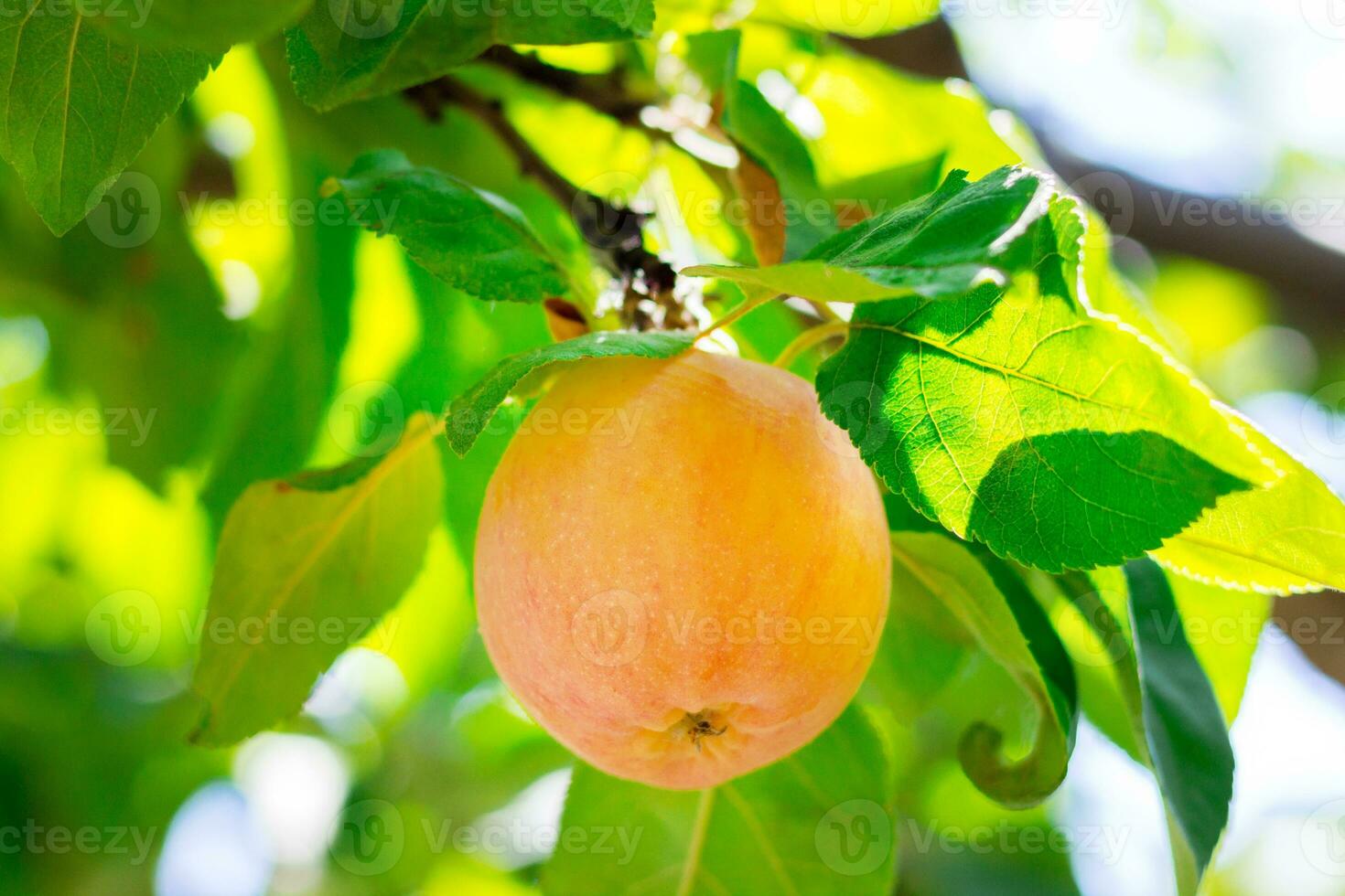 Close up of fresh ripe peach growing on the tree in the garden photo