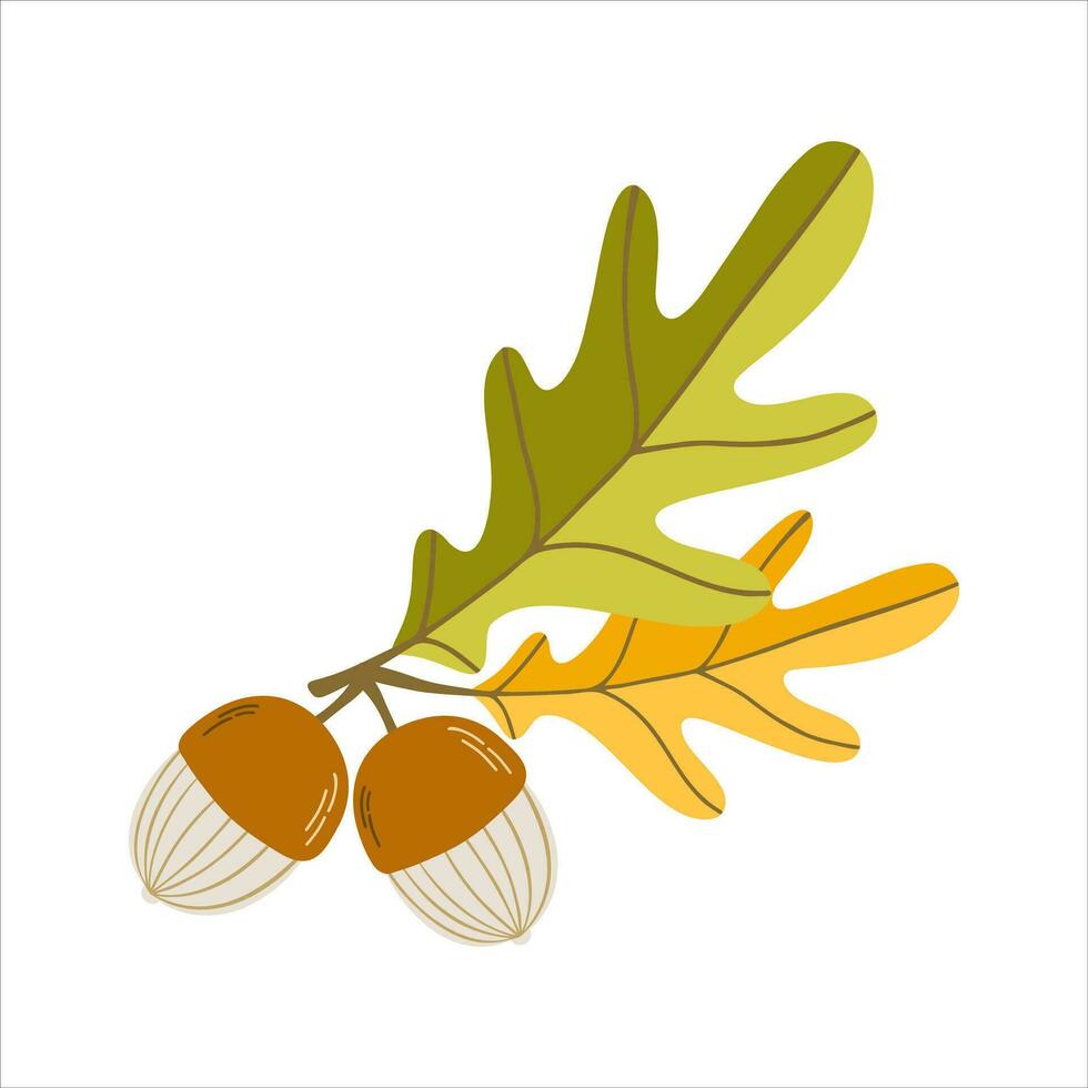 Clip art of doodle oak leaves and acorns on isolated background. Hand drawn background for Autumn harvest holiday, Thanksgiving, Halloween, seasonal, textile, scrapbooking. vector