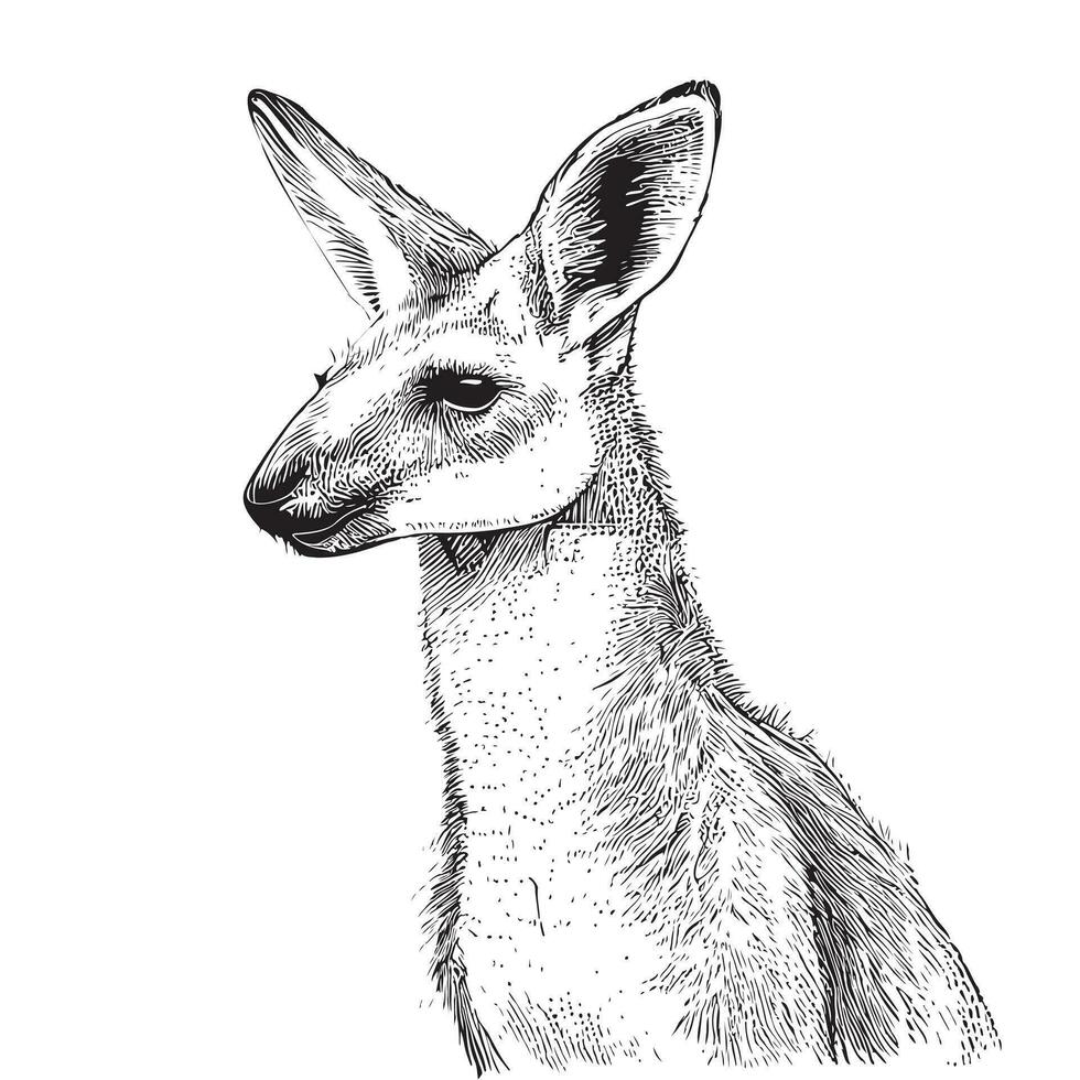 Kangaroo sketch hand drawn in doodle style Vector illustration