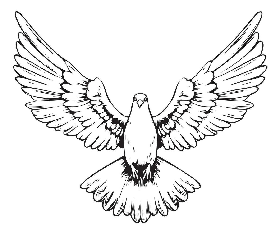 Dove sketch hand drawn Vector illustration Birds