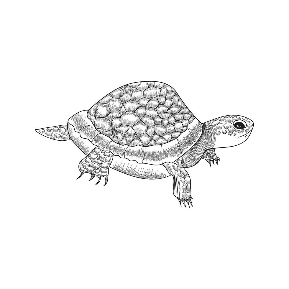 Free vector hand drawn turtle sketch Vector illustration design