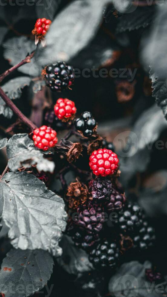 Ripe Blackberries on a Bramble Bush photo