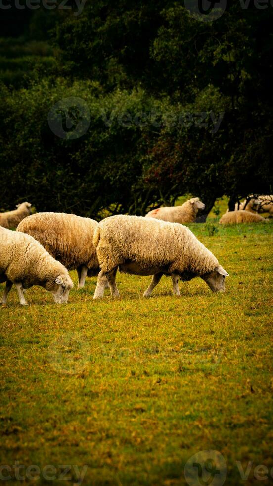 Flock of Woolly Sheep on a Countryside Farm photo