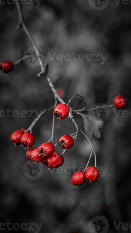 Macro Closeup of Ripe Hawthorn Berries in Autumn photo