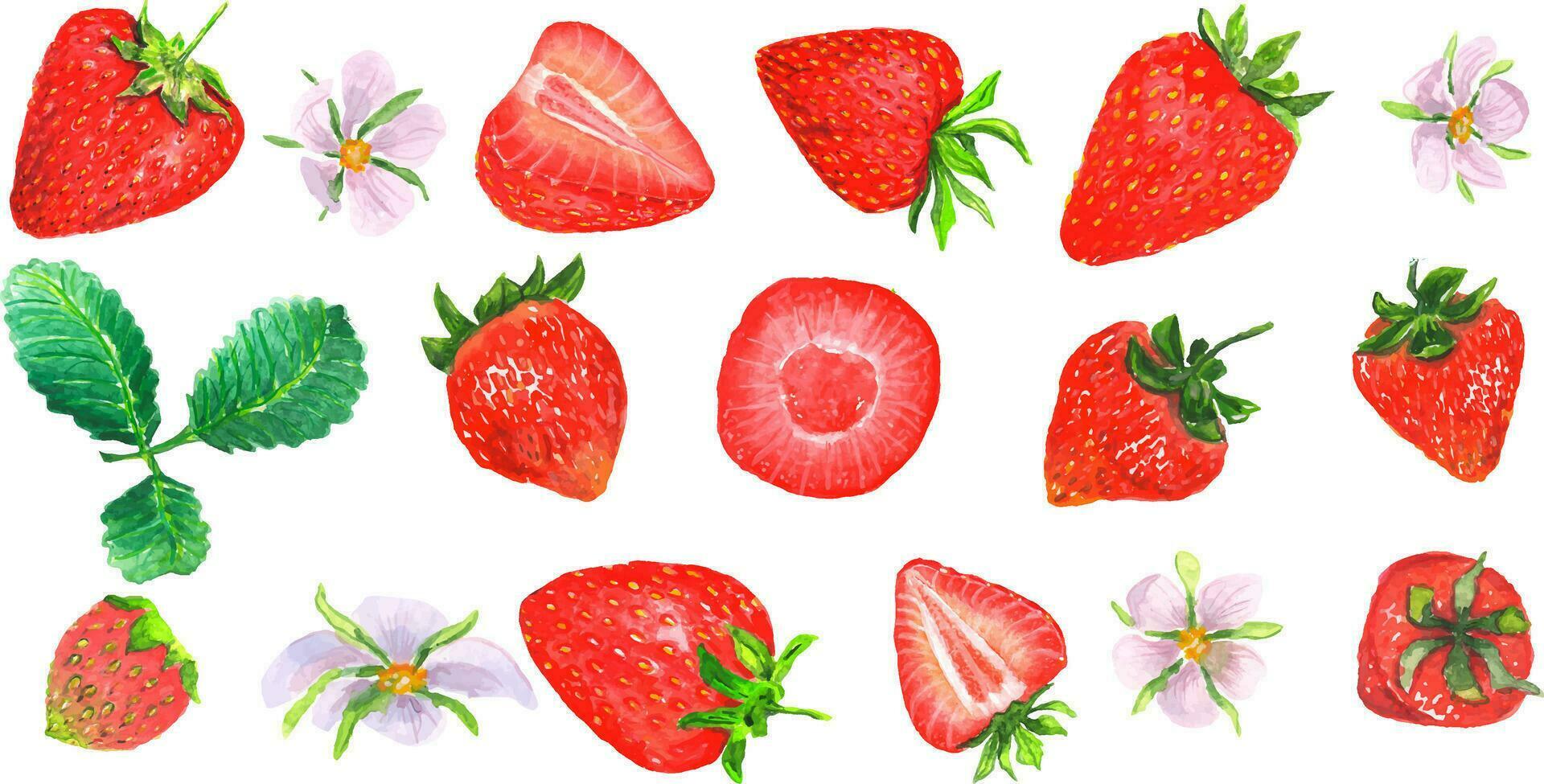 Collection of 17 strawberry elements. Painted with watercolors. You can make designs and patterns yourself. vector