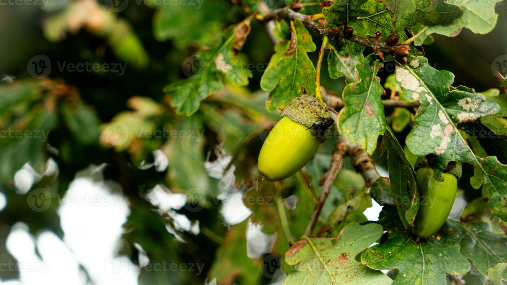 Detailed Macro Shot of European Oak Leaf and Acorn photo