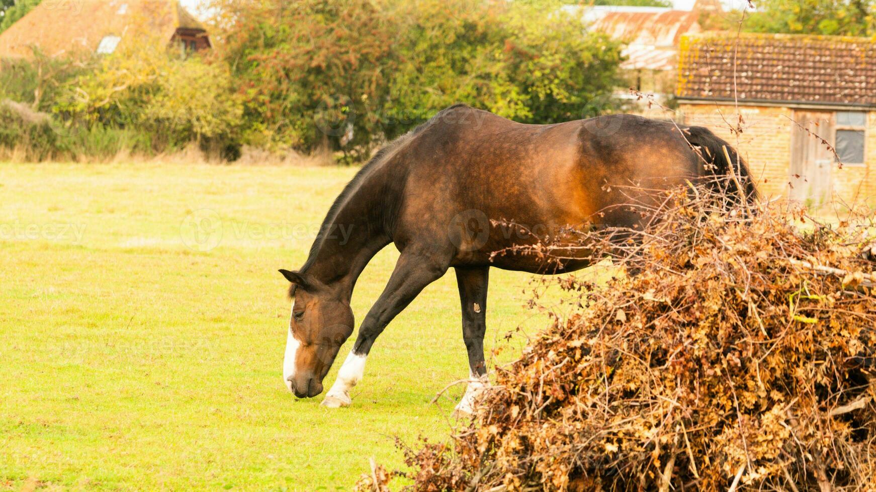 Chestnut Beauty Closeup of a Stunning Horse photo