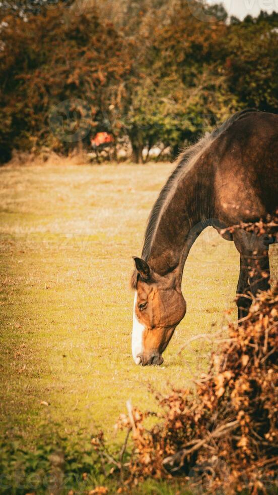 Chestnut Beauty Closeup of a Stunning Horse photo