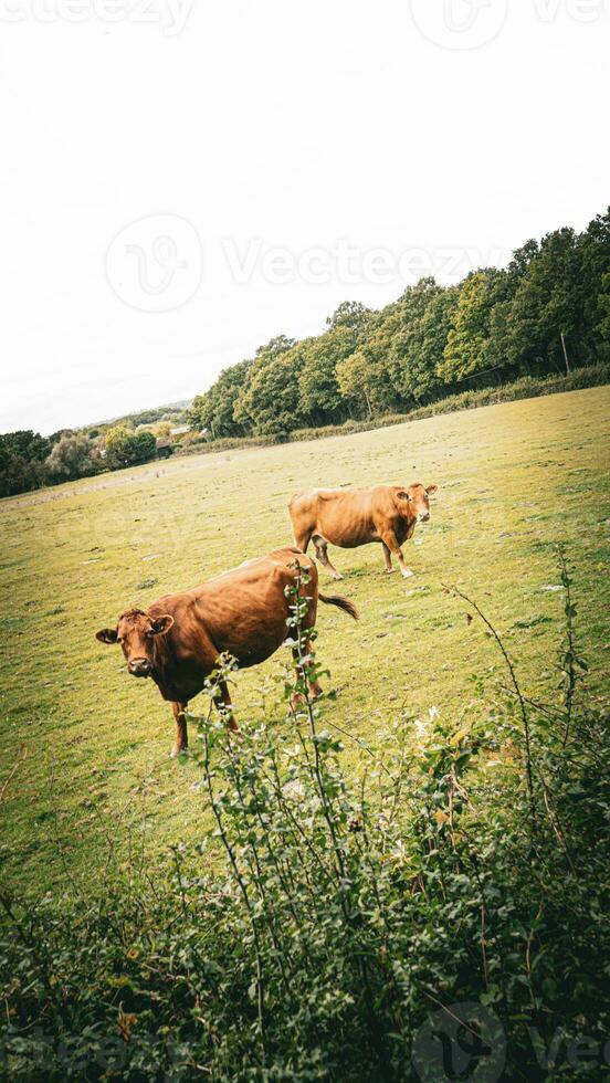 Rural Meadow Grazing Brown Cattle in Green Pasture photo