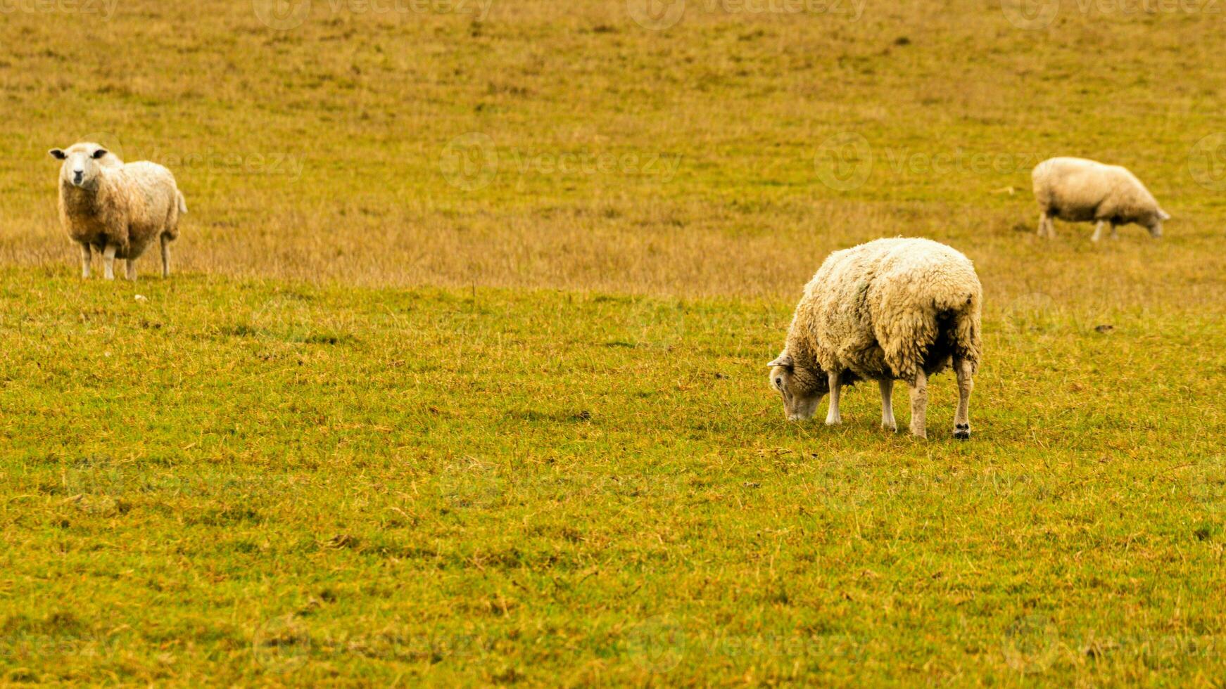 rebaño de lanoso oveja en un campo granja foto