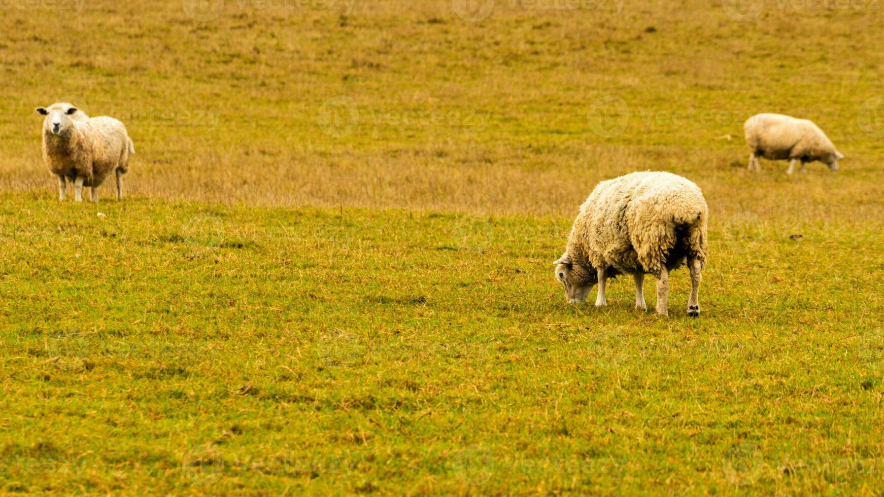 Flock of Woolly Sheep on a Countryside Farm photo