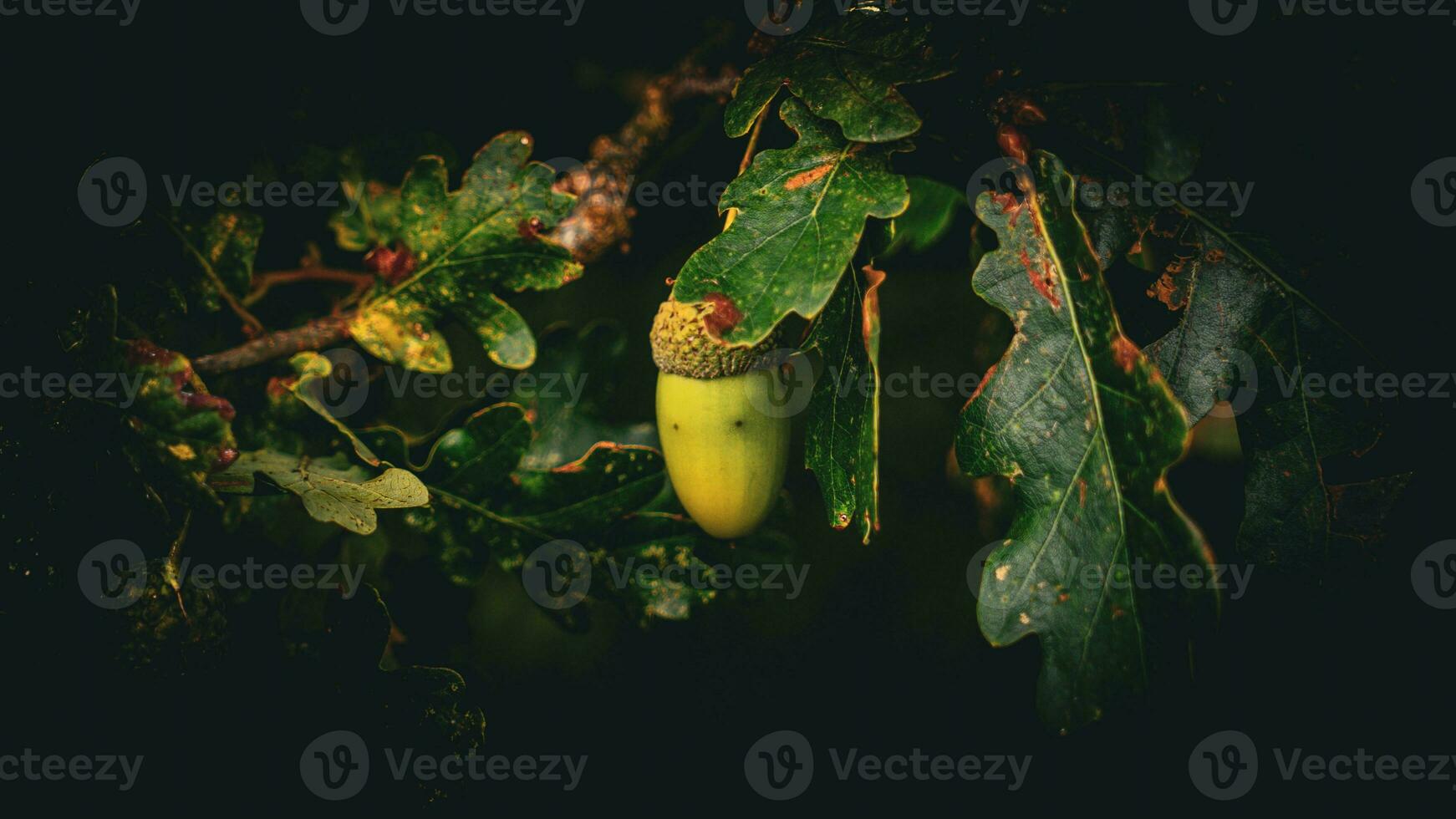 Detailed Macro Shot of European Oak Leaf and Acorn photo