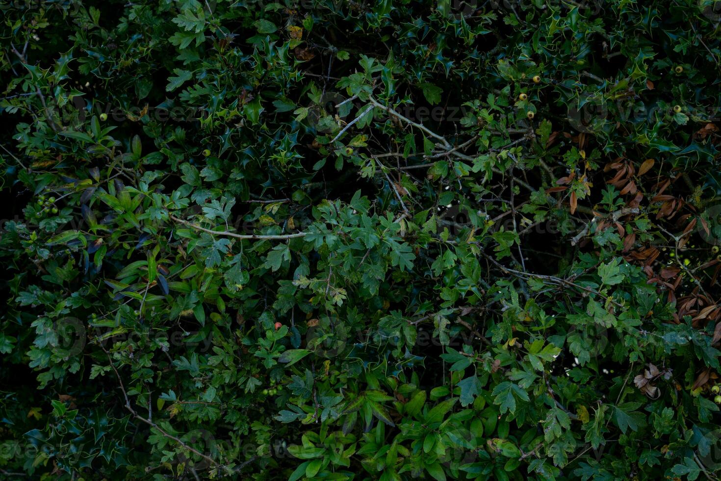 texture background of bush with branch photo