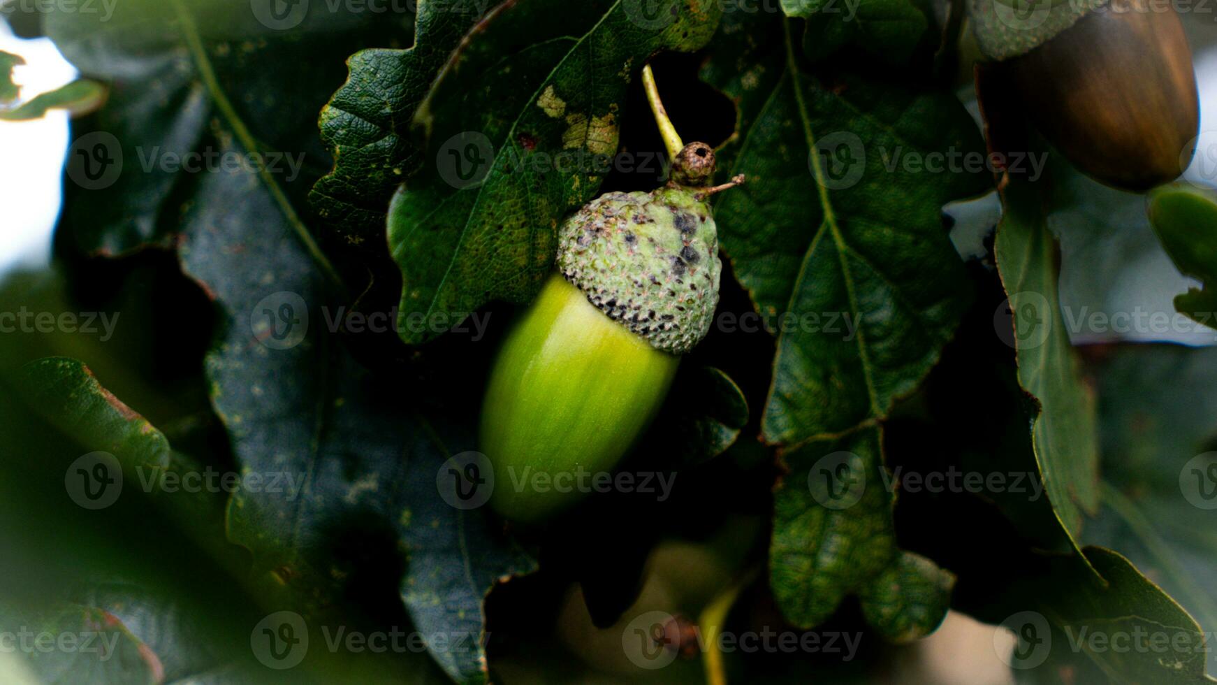 detallado macro Disparo de europeo roble hoja y bellota foto