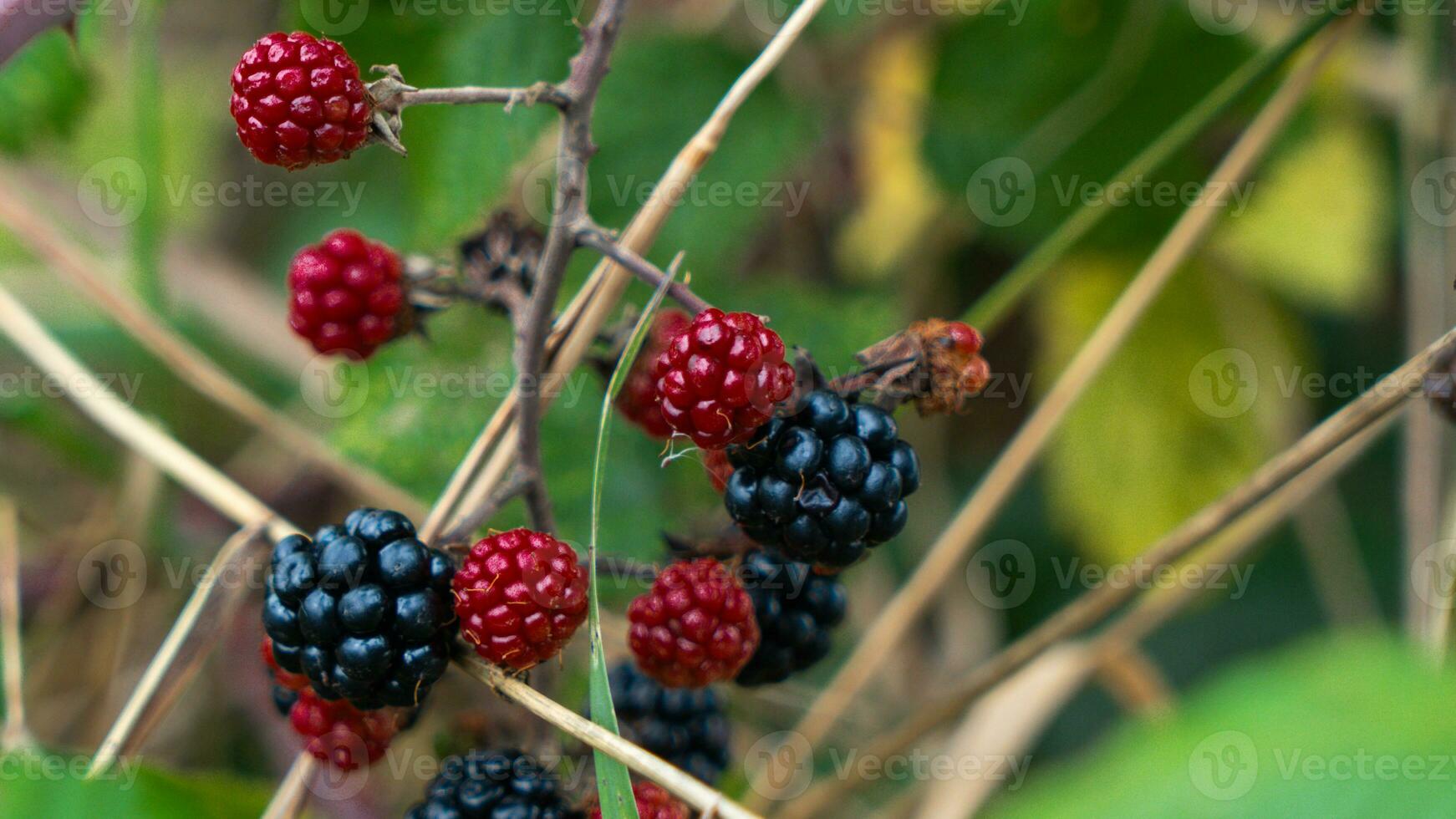 Ripe Blackberries on a Bramble Bush photo