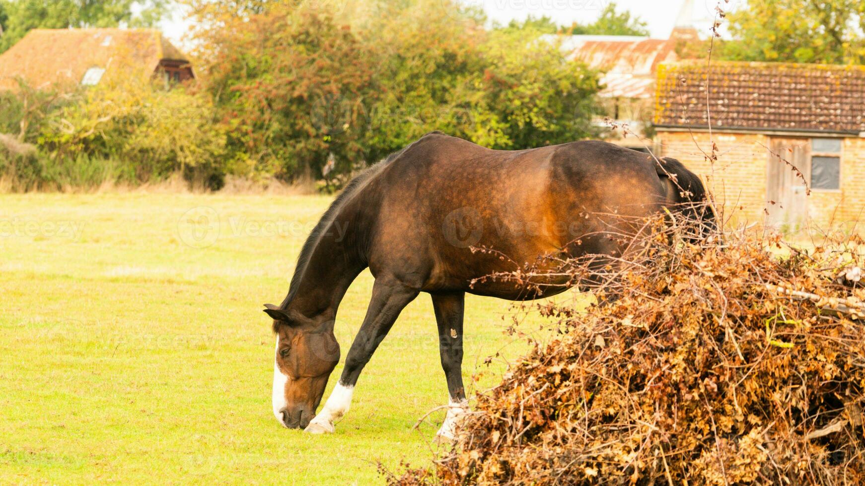 Chestnut Beauty Closeup of a Stunning Horse photo