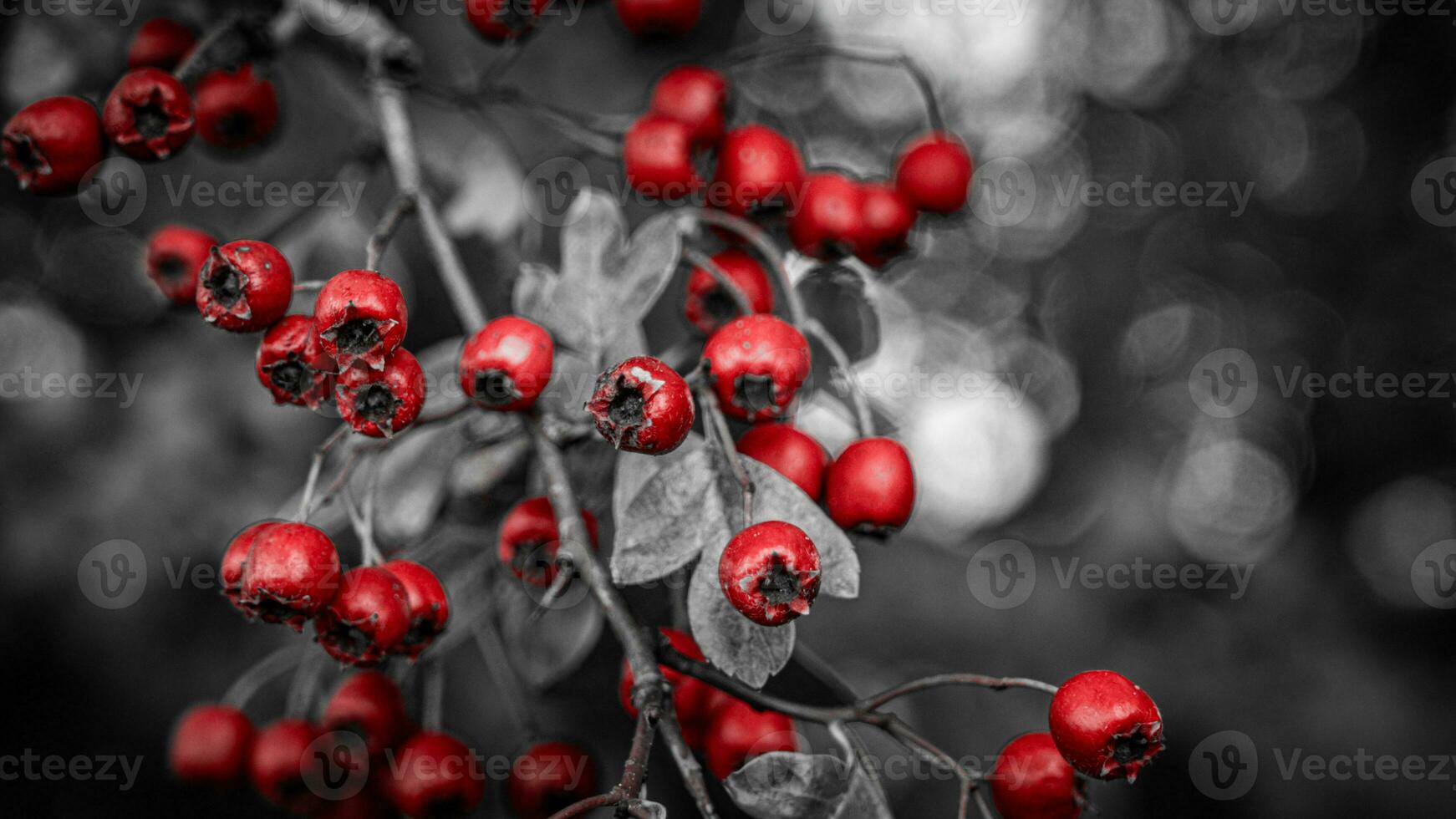 Macro Closeup of Ripe Hawthorn Berries in Autumn photo