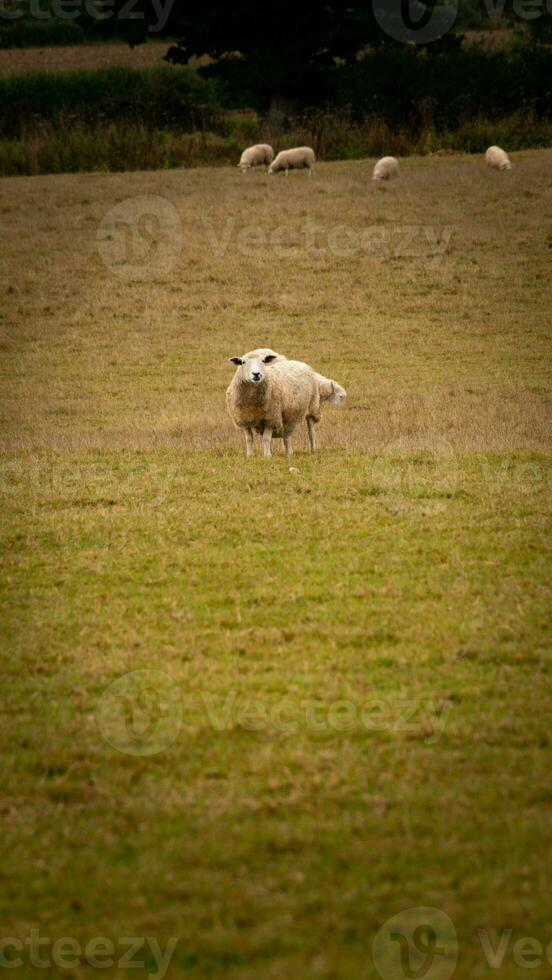 Flock of Woolly Sheep on a Countryside Farm photo