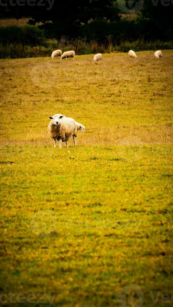 rebaño de lanoso oveja en un campo granja foto