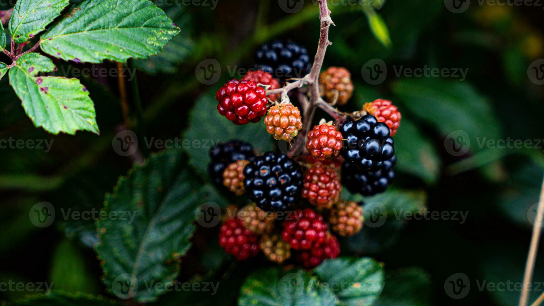 Ripe Blackberries on a Bramble Bush photo