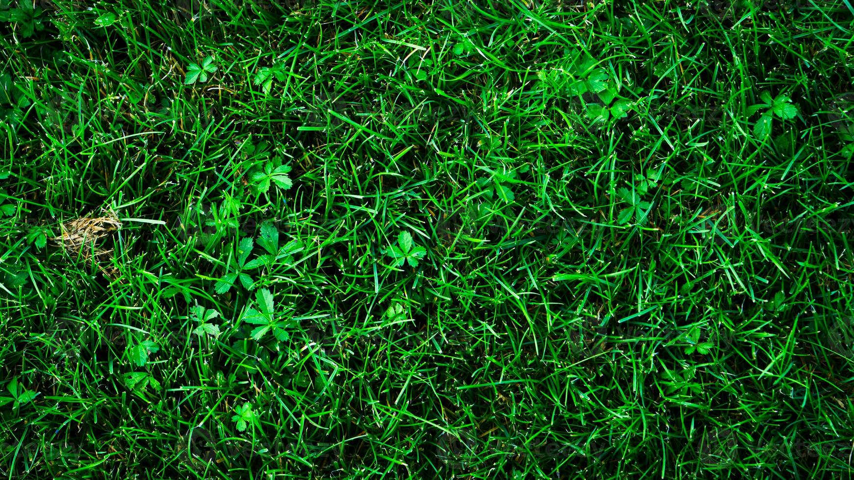 Texture background of green grass photo